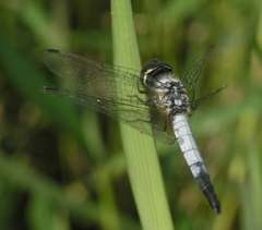 Aethriamanta gracilis