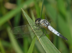 Aethriamanta gracilis