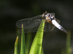 Aethriamanta gracilis