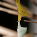 Aenetus thermistis - Photo (c) Steve Dew, μερικά δικαιώματα διατηρούνται (CC BY-NC), uploaded by Steve Dew