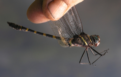 Epophthalmia frontalis