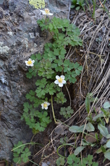 Isopyrum anemonoides