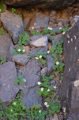 Isopyrum anemonoides