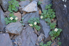 Isopyrum anemonoides