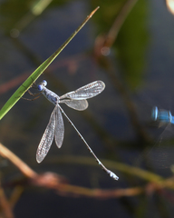 Lestes praemorsus decipiens