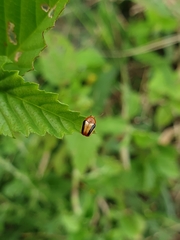 Cryptocephalus sehestedti
