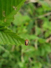 Cryptocephalus sehestedti