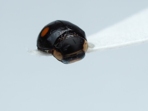 Esteemed Sigil Lady Beetle photo 3