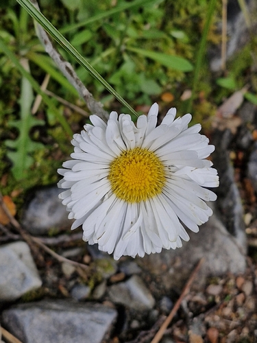 Celmisia monroi, photograph 6