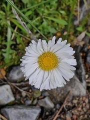 Celmisia monroi, photograph (c) ronavery, some rights reserved (CC BY)