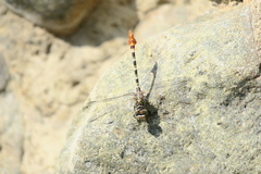 Paragomphus sinaiticus