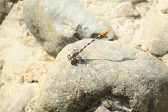 Paragomphus sinaiticus