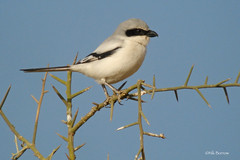 Lanius excubitor leucopygos