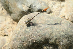 Paragomphus sinaiticus