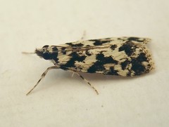 Eudonia aphrodes