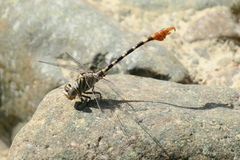 Paragomphus sinaiticus