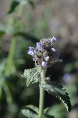 Nepeta alatavica