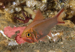 Optivus agastos