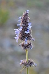 Nepeta alatavica