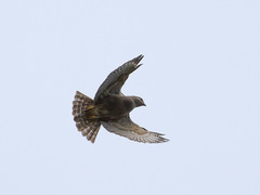 Buteo ridgwayi