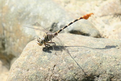 Paragomphus sinaiticus