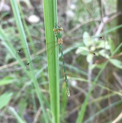 Lestes barbarus