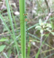 Lestes barbarus