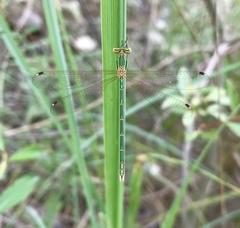 Lestes barbarus