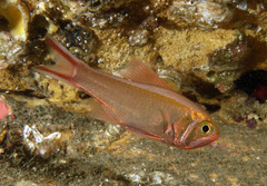 Optivus agastos
