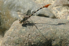 Paragomphus sinaiticus