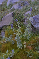 Nepeta alatavica