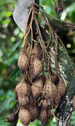 Whitfordiodendron nieuwenhuisii observed 2023-11-28