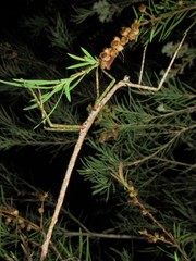 Acrophylla wuelfingi