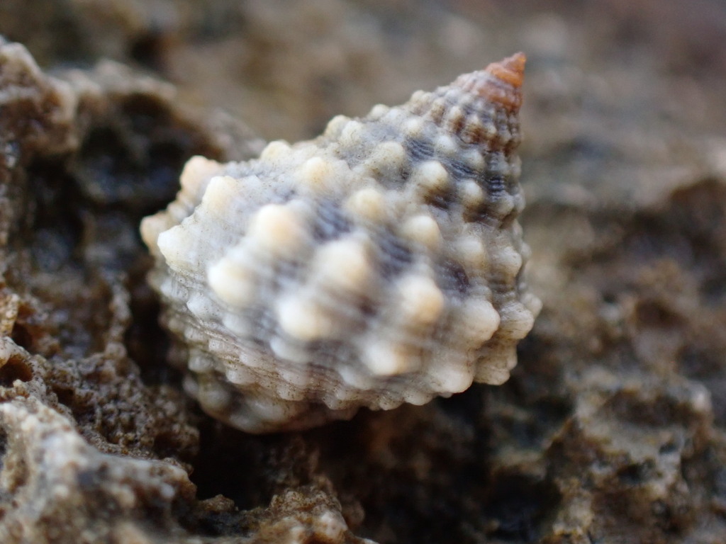 Echinolittorina tuberculata
