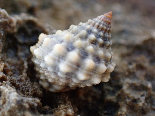Echinolittorina tuberculata