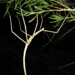 Acrophylla wuelfingi