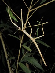 Acrophylla wuelfingi
