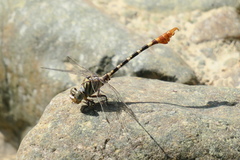 Paragomphus sinaiticus