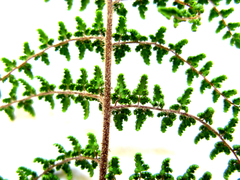 Cheilanthes parviloba