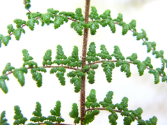 Cheilanthes parviloba