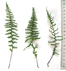 Cheilanthes parviloba