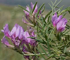 Astragalus oropolitanus
