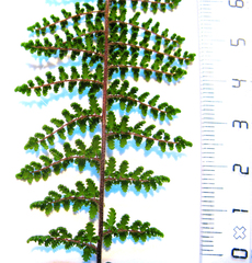 Cheilanthes parviloba