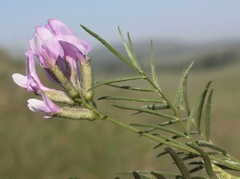 Astragalus oropolitanus