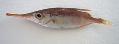 Macroramphosus gracilis