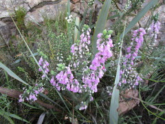 Erica nervata