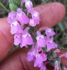 Erica nervata