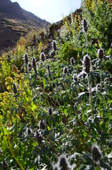 Leonurus panzerioides