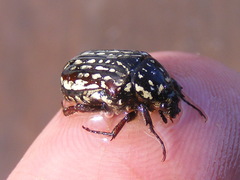 Elaphinis delagoensis