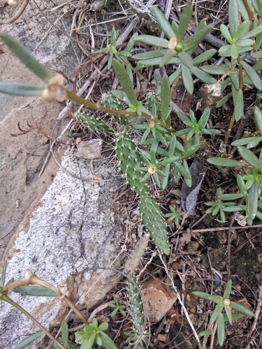 roving pricklypear (Opuntia repens)